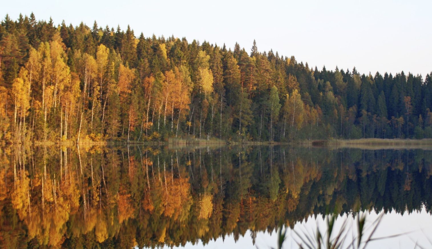 Ruskan väreissä oleva metsä heijastuu metsäjärven tyyneen pintaan.